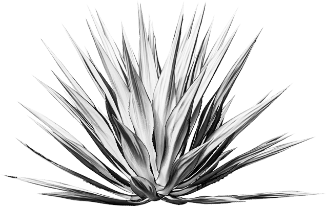 Agave
